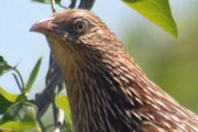 Pheasant Coucal (Centropus phasianinus)